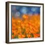 Golden Riverside Poppies (Square), Merced River Canyon-Vincent James-Framed Photographic Print