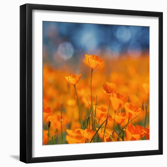 Golden Riverside Poppies (Square), Merced River Canyon-Vincent James-Framed Photographic Print