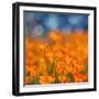 Golden Riverside Poppies (Square), Merced River Canyon-Vincent James-Framed Photographic Print