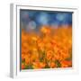 Golden Riverside Poppies (Square), Merced River Canyon-Vincent James-Framed Photographic Print