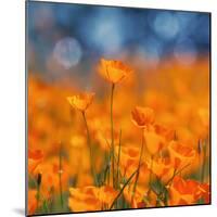 Golden Riverside Poppies (Square), Merced River Canyon-Vincent James-Mounted Photographic Print