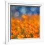 Golden Riverside Poppies (Square), Merced River Canyon-Vincent James-Framed Photographic Print