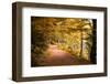 Golden Road-Philippe Sainte-Laudy-Framed Photographic Print