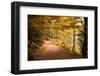 Golden Road-Philippe Sainte-Laudy-Framed Photographic Print