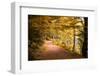 Golden Road-Philippe Sainte-Laudy-Framed Photographic Print