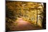 Golden Road-Philippe Sainte-Laudy-Mounted Photographic Print