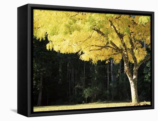 Golden Robinia, Marysville, Victoria, Australia, Pacific-Jochen Schlenker-Framed Stretched Canvas