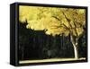 Golden Robinia, Marysville, Victoria, Australia, Pacific-Jochen Schlenker-Framed Stretched Canvas