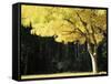 Golden Robinia, Marysville, Victoria, Australia, Pacific-Jochen Schlenker-Framed Stretched Canvas