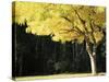 Golden Robinia, Marysville, Victoria, Australia, Pacific-Jochen Schlenker-Stretched Canvas