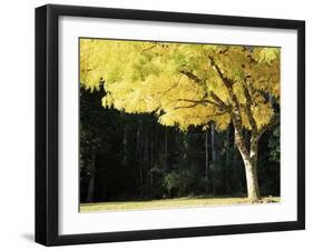 Golden Robinia, Marysville, Victoria, Australia, Pacific-Jochen Schlenker-Framed Photographic Print