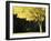 Golden Robinia, Marysville, Victoria, Australia, Pacific-Jochen Schlenker-Framed Photographic Print