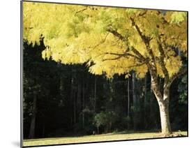 Golden Robinia, Marysville, Victoria, Australia, Pacific-Jochen Schlenker-Mounted Photographic Print