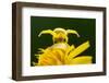 Golden-rod crab spider hunting on Rough hawkbit flower, UK-Ross Hoddinott-Framed Photographic Print