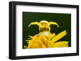 Golden-rod crab spider hunting on Rough hawkbit flower, UK-Ross Hoddinott-Framed Photographic Print