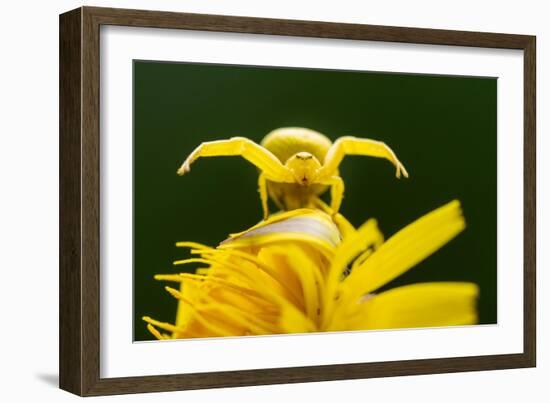 Golden-rod crab spider hunting on Rough hawkbit flower, UK-Ross Hoddinott-Framed Photographic Print