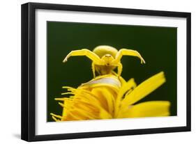 Golden-rod crab spider hunting on Rough hawkbit flower, UK-Ross Hoddinott-Framed Photographic Print