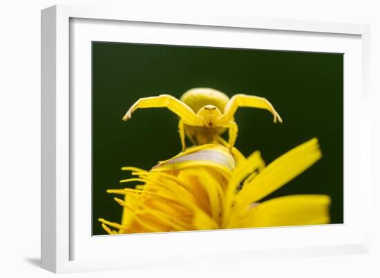 Golden-rod crab spider hunting on Rough hawkbit flower, UK-Ross Hoddinott-Framed Photographic Print