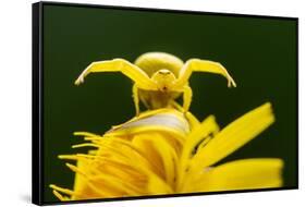 Golden-rod crab spider hunting on Rough hawkbit flower, UK-Ross Hoddinott-Framed Stretched Canvas