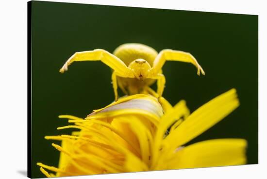 Golden-rod crab spider hunting on Rough hawkbit flower, UK-Ross Hoddinott-Stretched Canvas