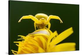 Golden-rod crab spider hunting on Rough hawkbit flower, UK-Ross Hoddinott-Stretched Canvas