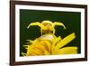 Golden-rod crab spider hunting on Rough hawkbit flower, UK-Ross Hoddinott-Framed Photographic Print