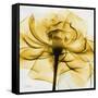 Golden Rose Close-Up-Albert Koetsier-Framed Stretched Canvas