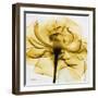 Golden Rose Close-Up-Albert Koetsier-Framed Premium Giclee Print