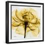 Golden Rose Close-Up-Albert Koetsier-Framed Premium Giclee Print