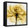 Golden Rose Close-Up-Albert Koetsier-Framed Stretched Canvas