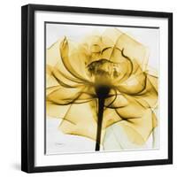 Golden Rose Close-Up-Albert Koetsier-Framed Art Print