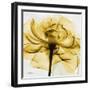 Golden Rose Close-Up-Albert Koetsier-Framed Art Print