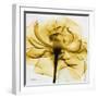 Golden Rose Close-Up-Albert Koetsier-Framed Art Print