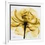 Golden Rose Close-Up-Albert Koetsier-Framed Art Print