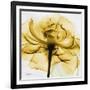 Golden Rose Close-Up-Albert Koetsier-Framed Art Print