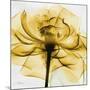 Golden Rose Close-Up-Albert Koetsier-Mounted Art Print