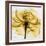 Golden Rose Close-Up-Albert Koetsier-Framed Art Print