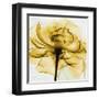 Golden Rose Close-Up-Albert Koetsier-Framed Art Print