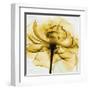 Golden Rose Close-Up-Albert Koetsier-Framed Art Print