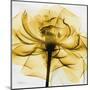 Golden Rose Close-Up-Albert Koetsier-Mounted Art Print