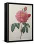 Golden Rose or La Duchesse d'Orleans-Pierre-Joseph Redoute-Framed Stretched Canvas