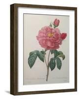 Golden Rose or La Duchesse d'Orleans-Pierre-Joseph Redoute-Framed Art Print