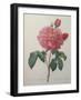 Golden Rose or La Duchesse d'Orleans-Pierre-Joseph Redoute-Framed Art Print