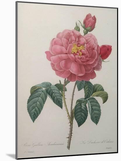 Golden Rose or La Duchesse d'Orleans-Pierre-Joseph Redoute-Mounted Art Print