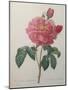 Golden Rose or La Duchesse d'Orleans-Pierre-Joseph Redoute-Mounted Art Print