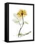 Golden Rose-Albert Koetsier-Framed Stretched Canvas