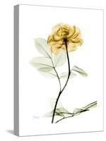 Golden Rose-Albert Koetsier-Stretched Canvas