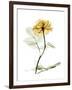 Golden Rose-Albert Koetsier-Framed Art Print