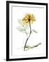 Golden Rose-Albert Koetsier-Framed Art Print