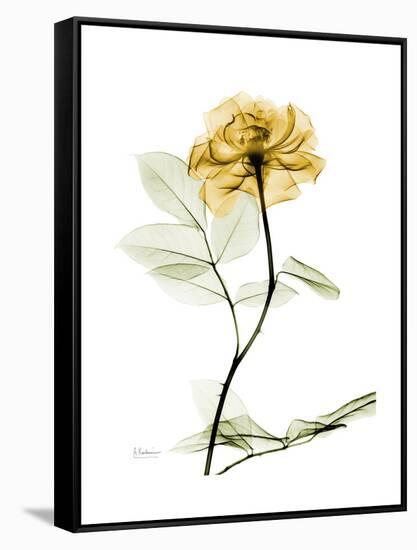 Golden Rose-Albert Koetsier-Framed Stretched Canvas